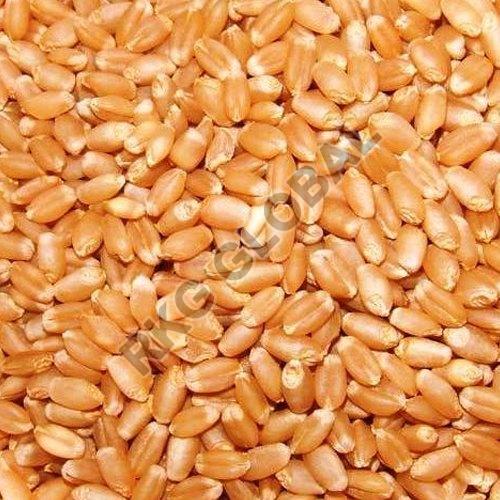 Organic Wheat